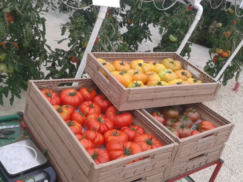 The Houdan strawberry grove