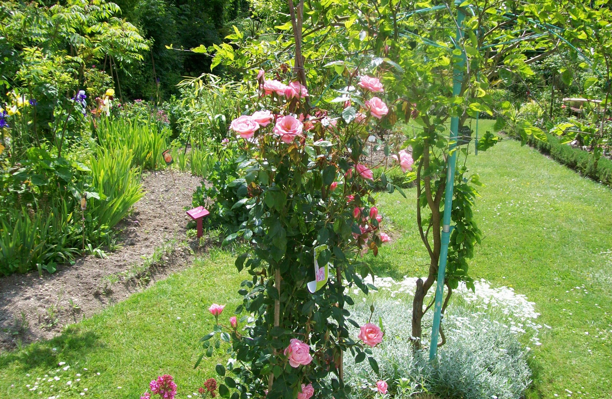 Rose garden of Clos Paradénia 5