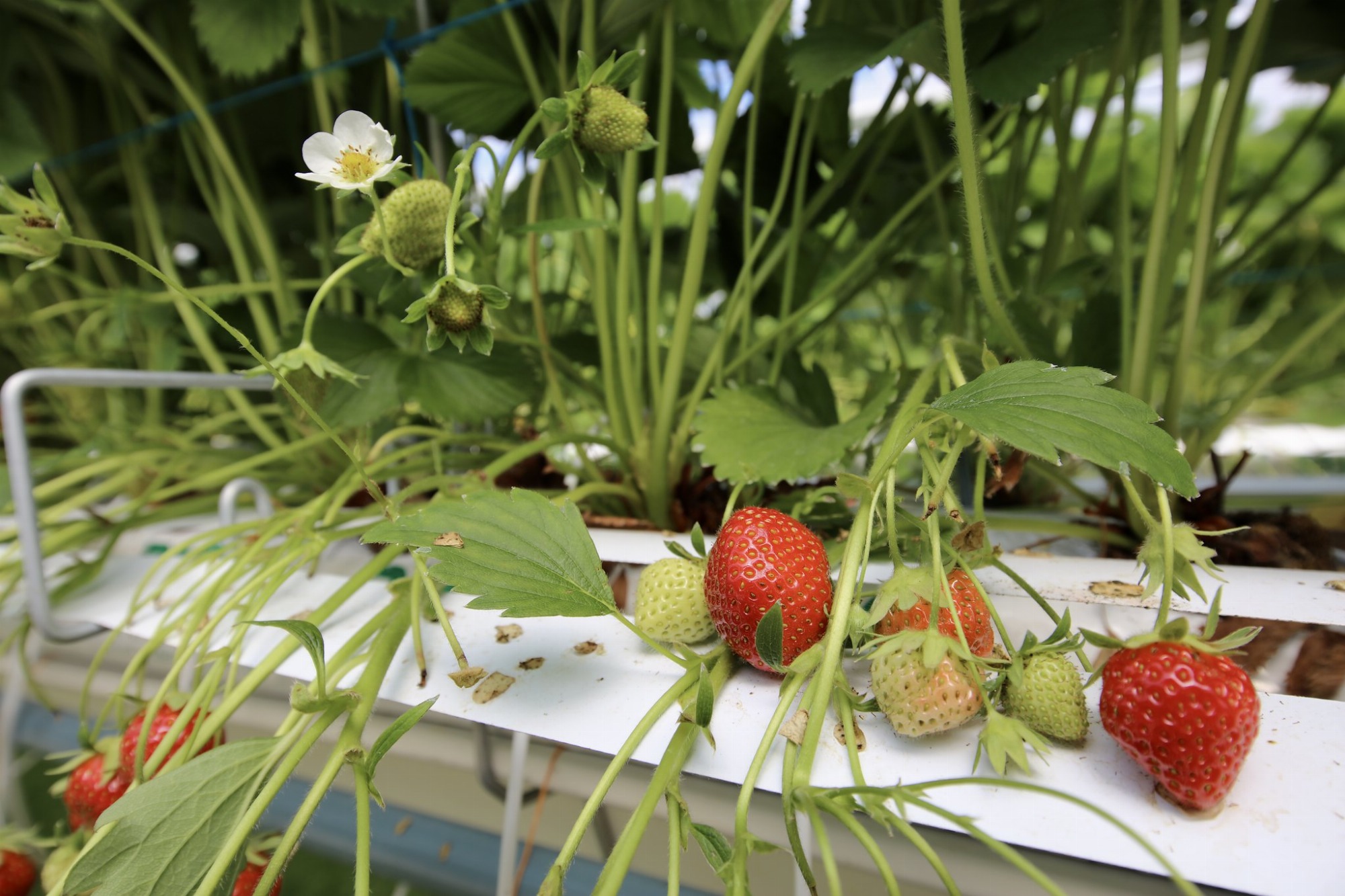 The Strawberry Grove of Houdan CD78 Nicolas Duprey