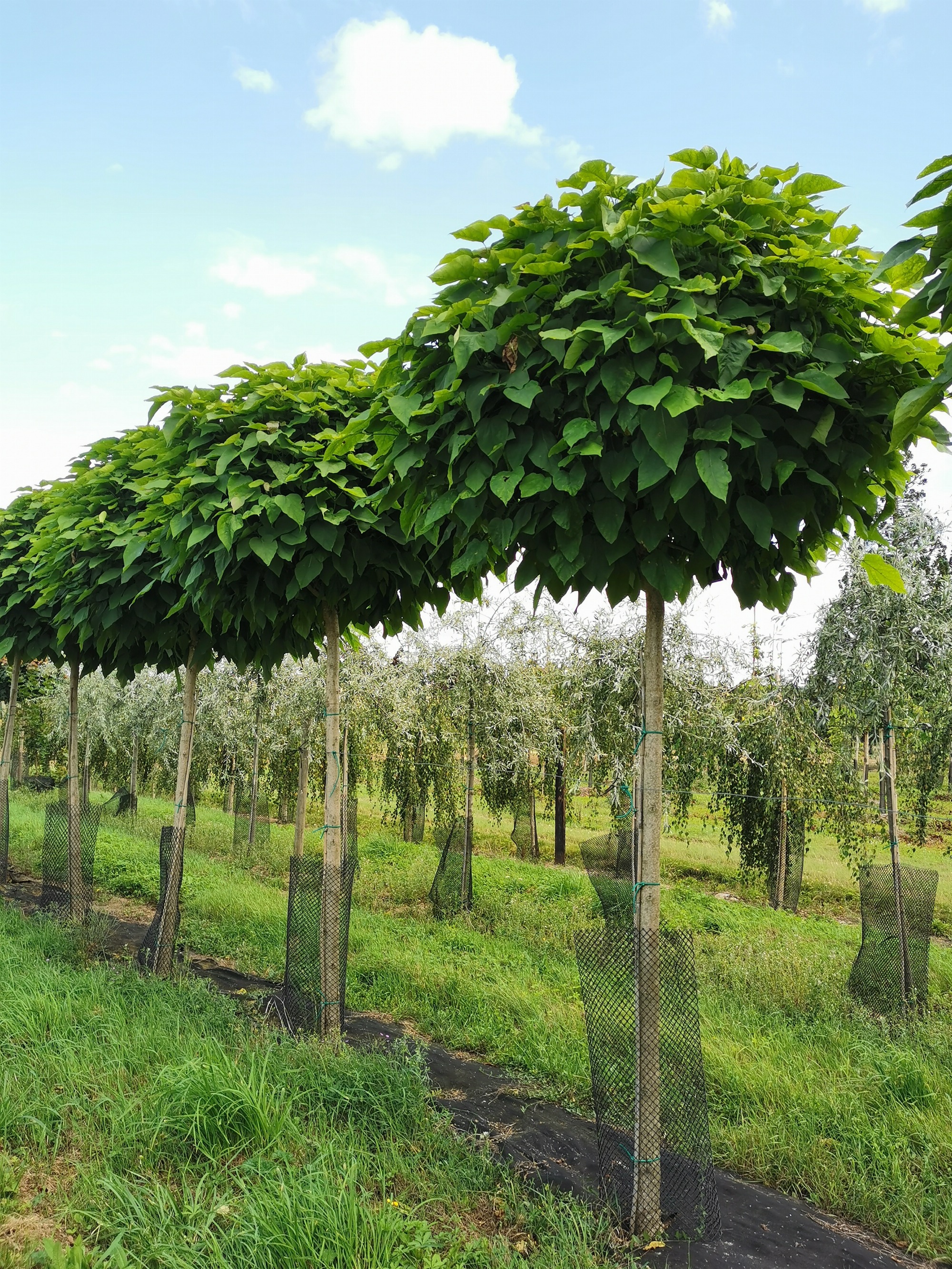 Bazainville Nurseries