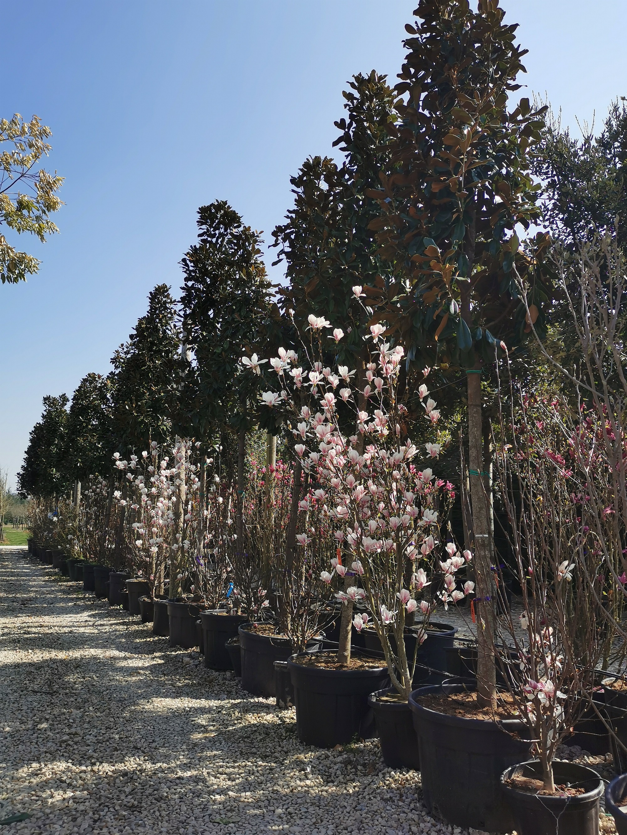 Bazainville Nurseries