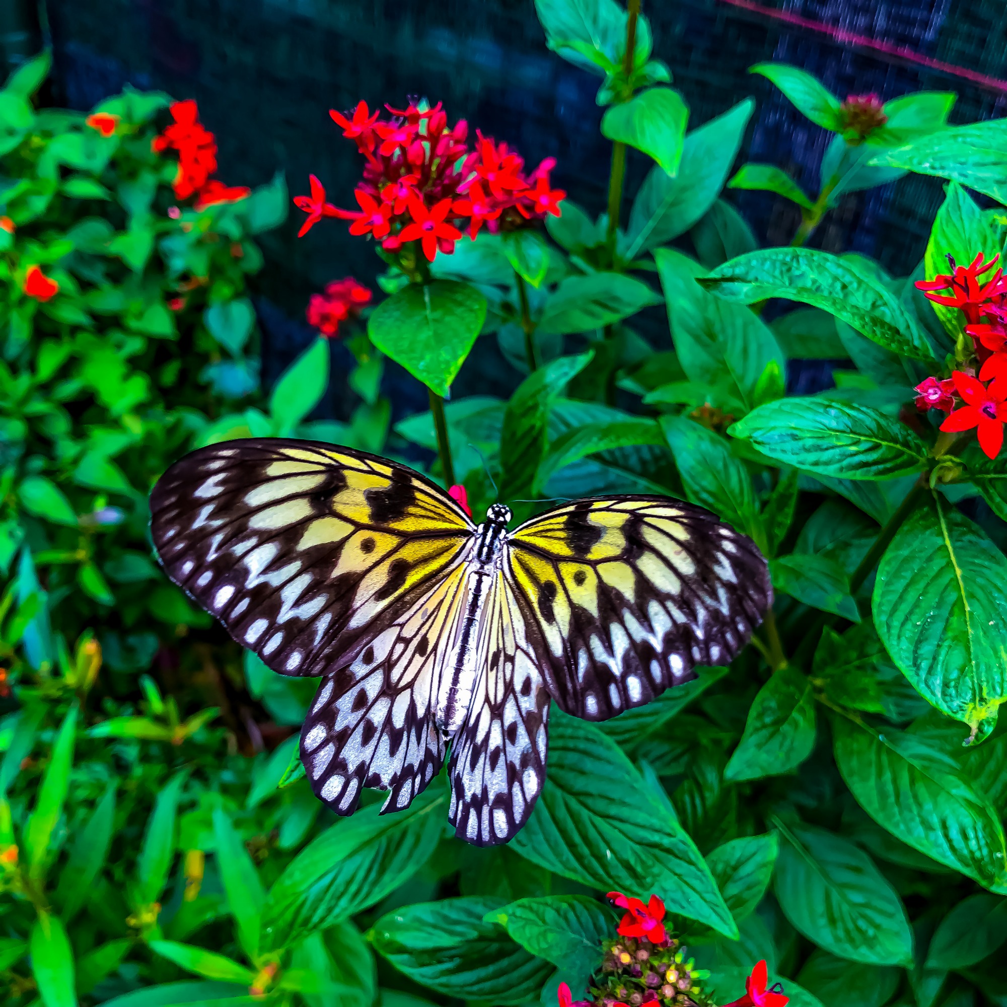 Papillon - Serre aux papillons