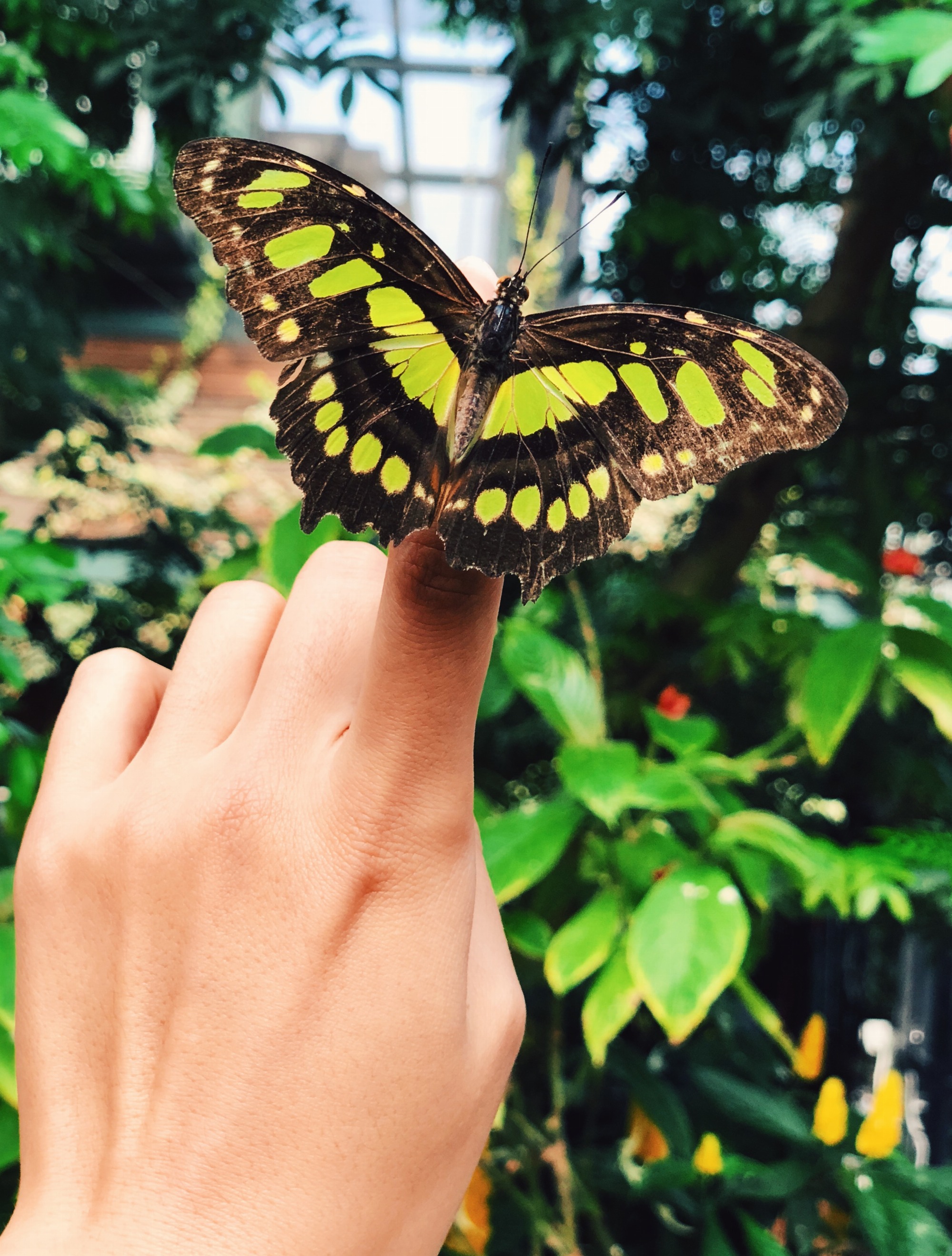 Papillon sur une main - Serre aux papillons