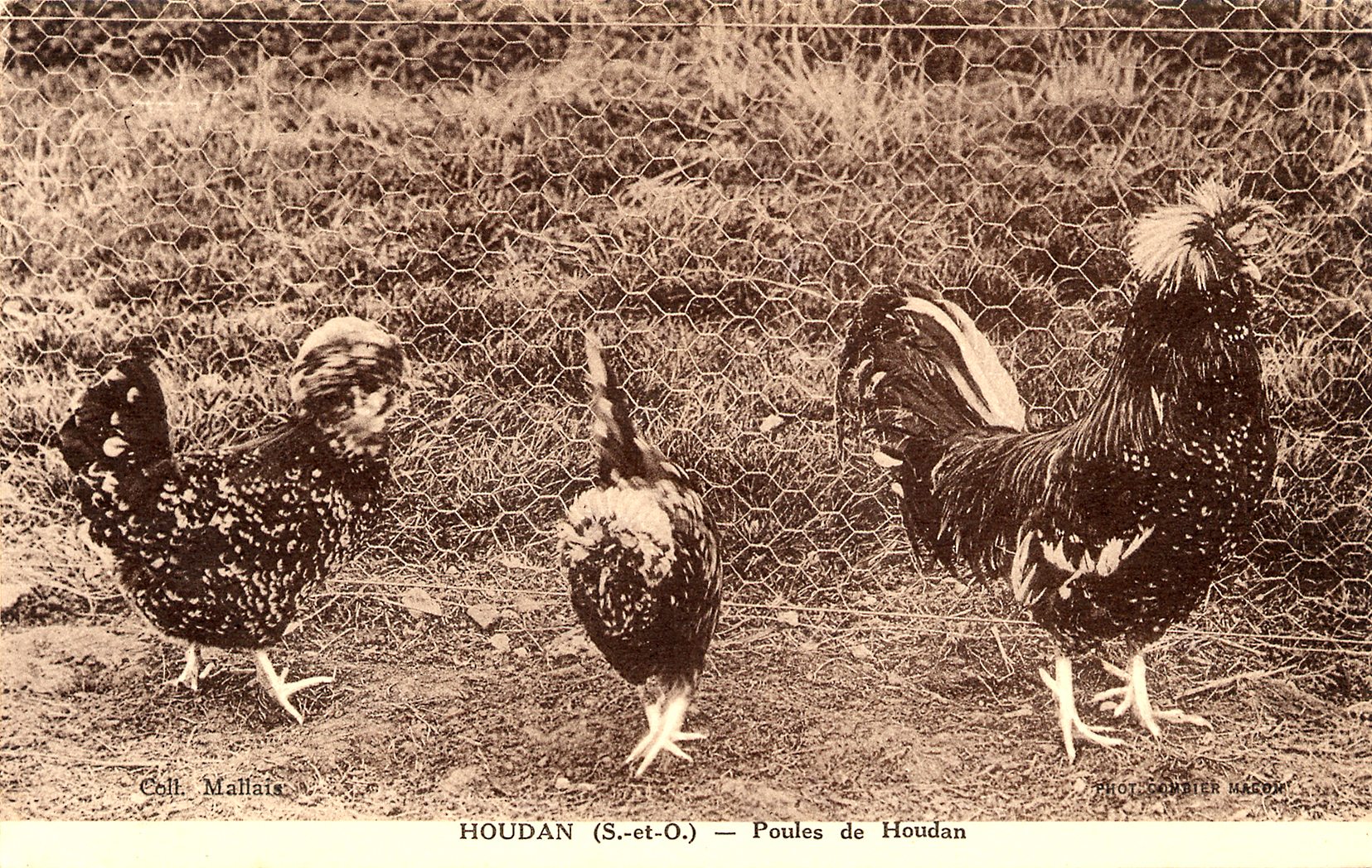 Carte postale ancienne poule de Houdan