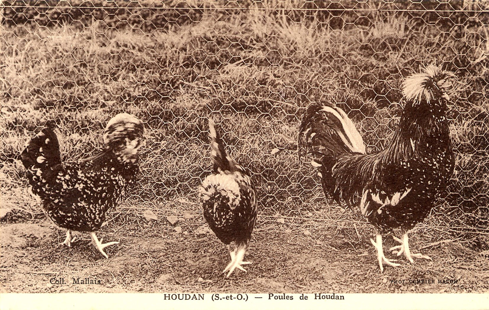 Old Houdan hen postcard