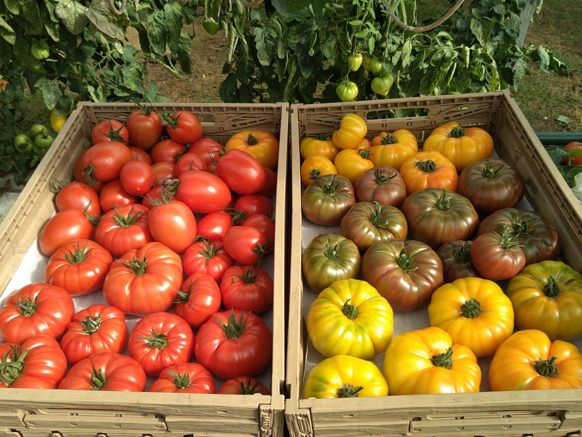 Houdan strawberry grove - tomatoes