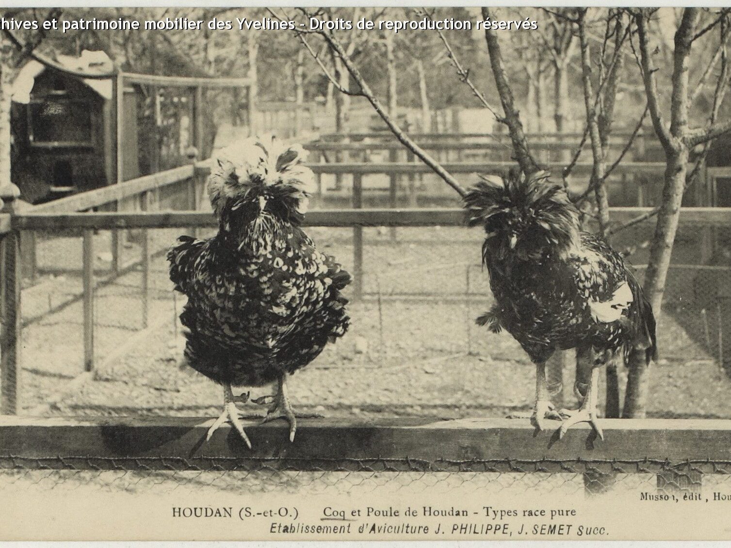 Carte postale ancienne poule de Houdan
