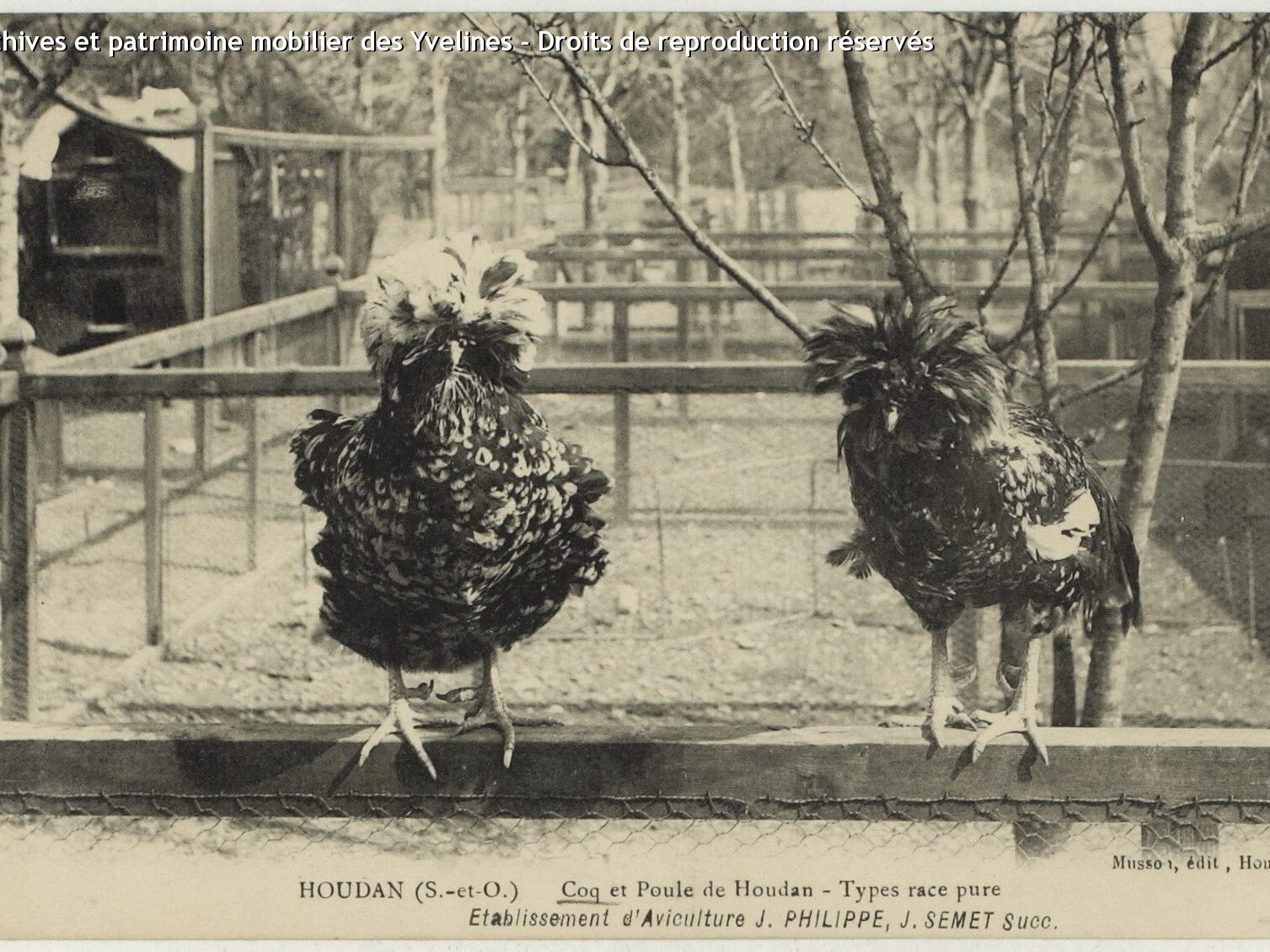 Old Houdan hen postcard