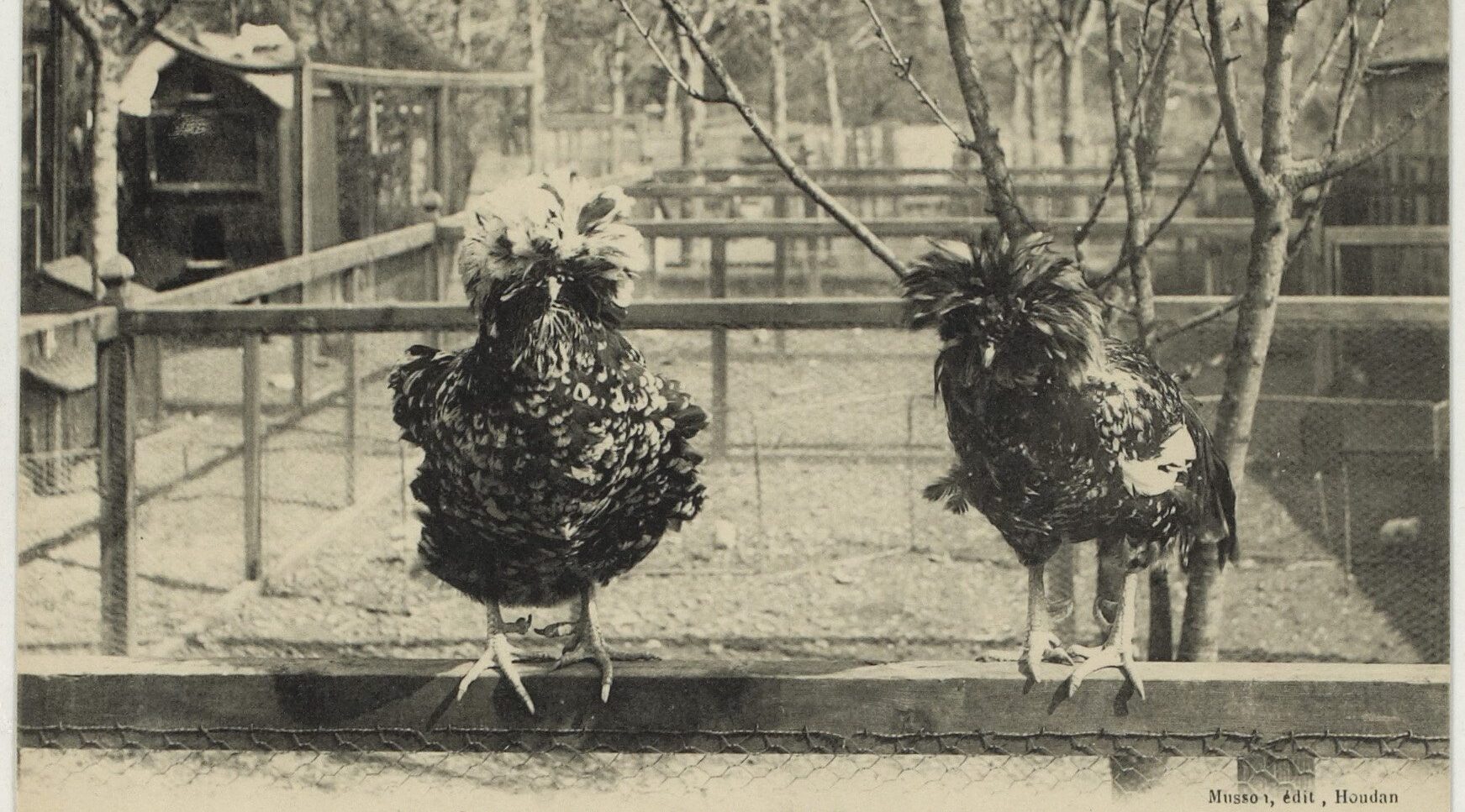 Carte postale ancienne poule de Houdan