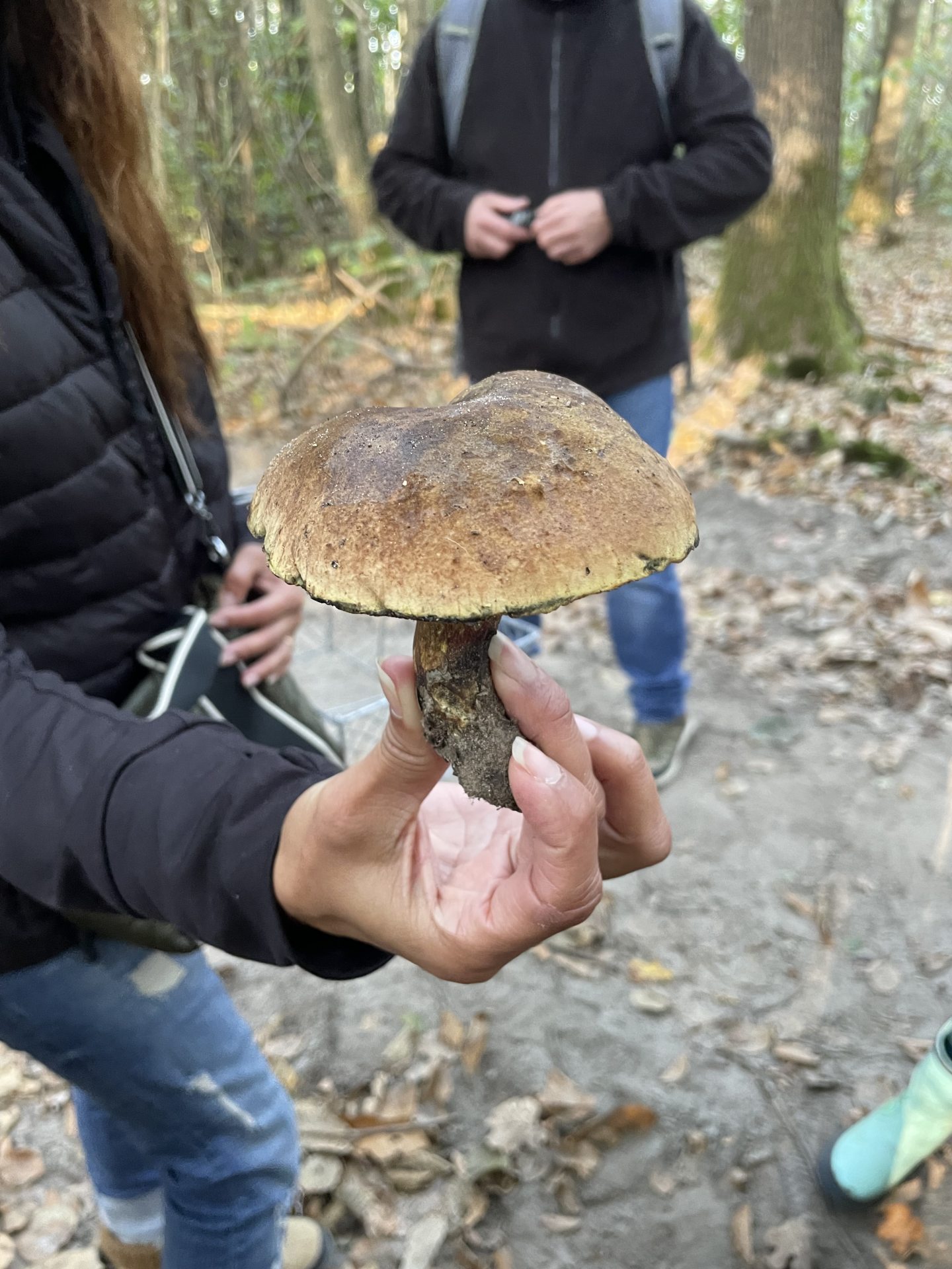 Champignons Bazainville
