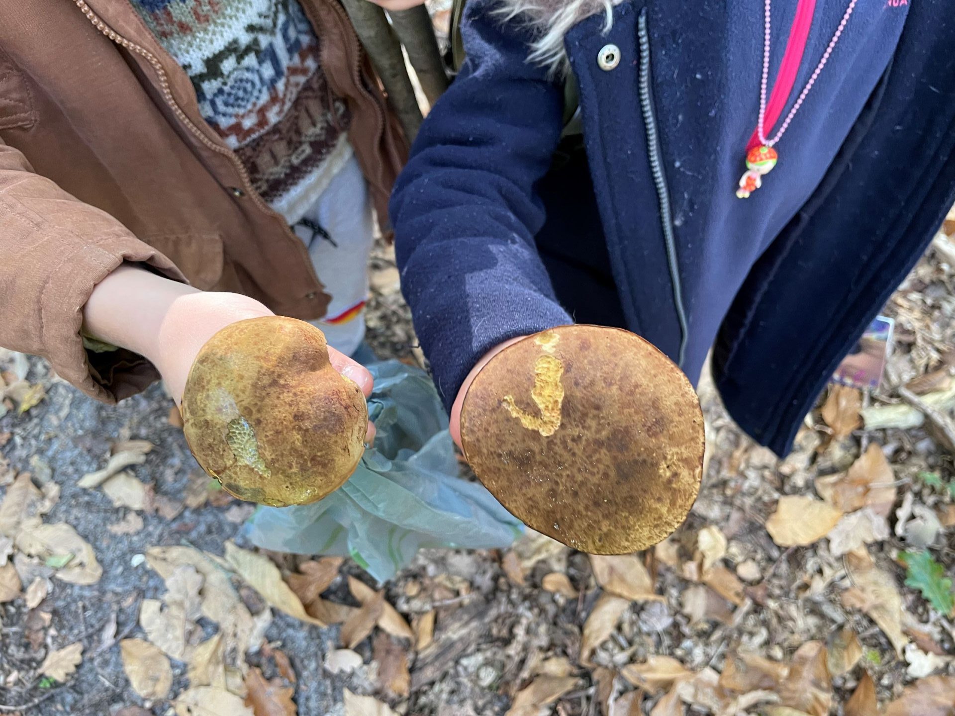 Balade champignons Bazainville automne