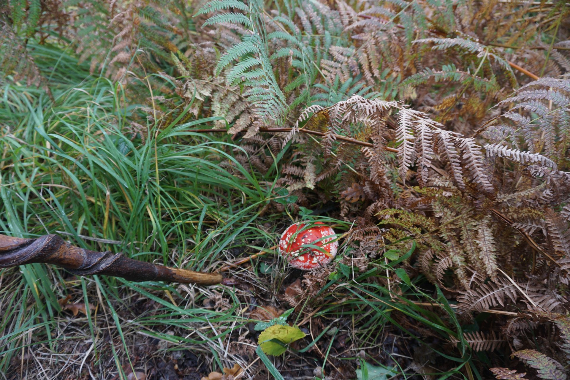 Champignon
