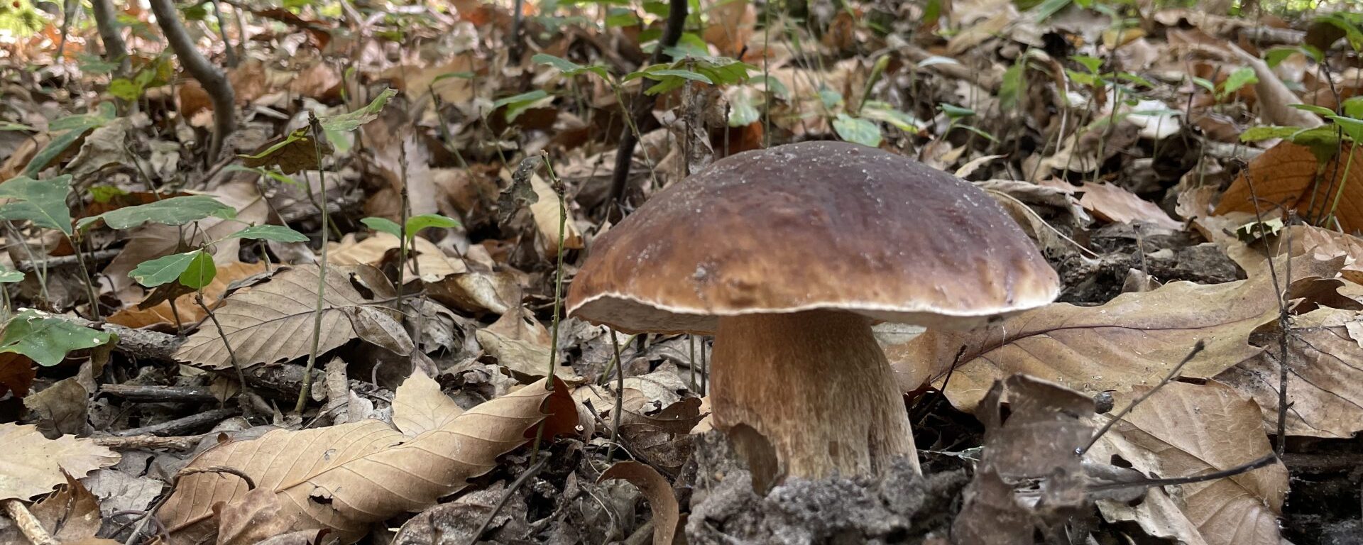 Champignons Bazainville