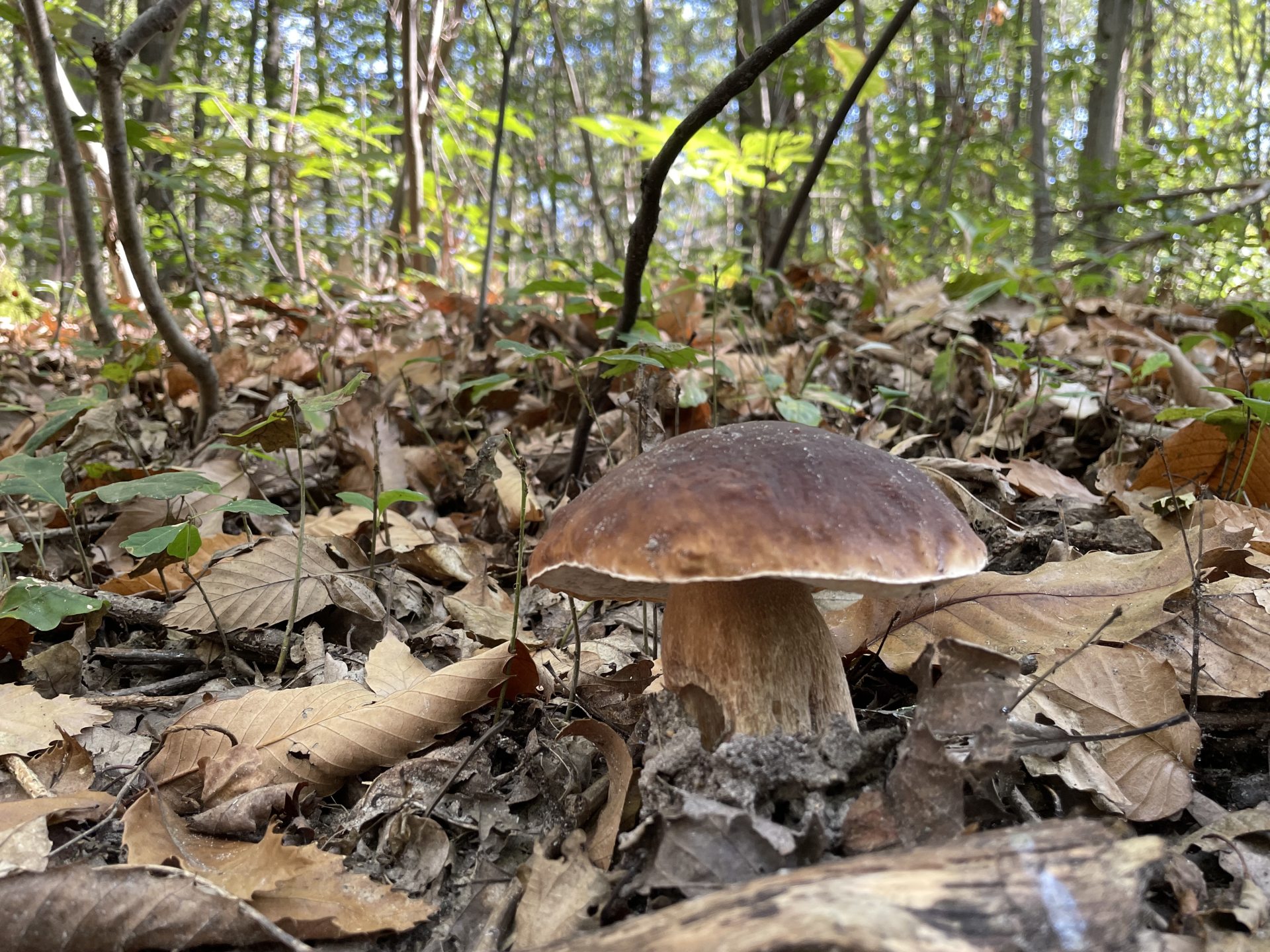 Champignons Bazainville