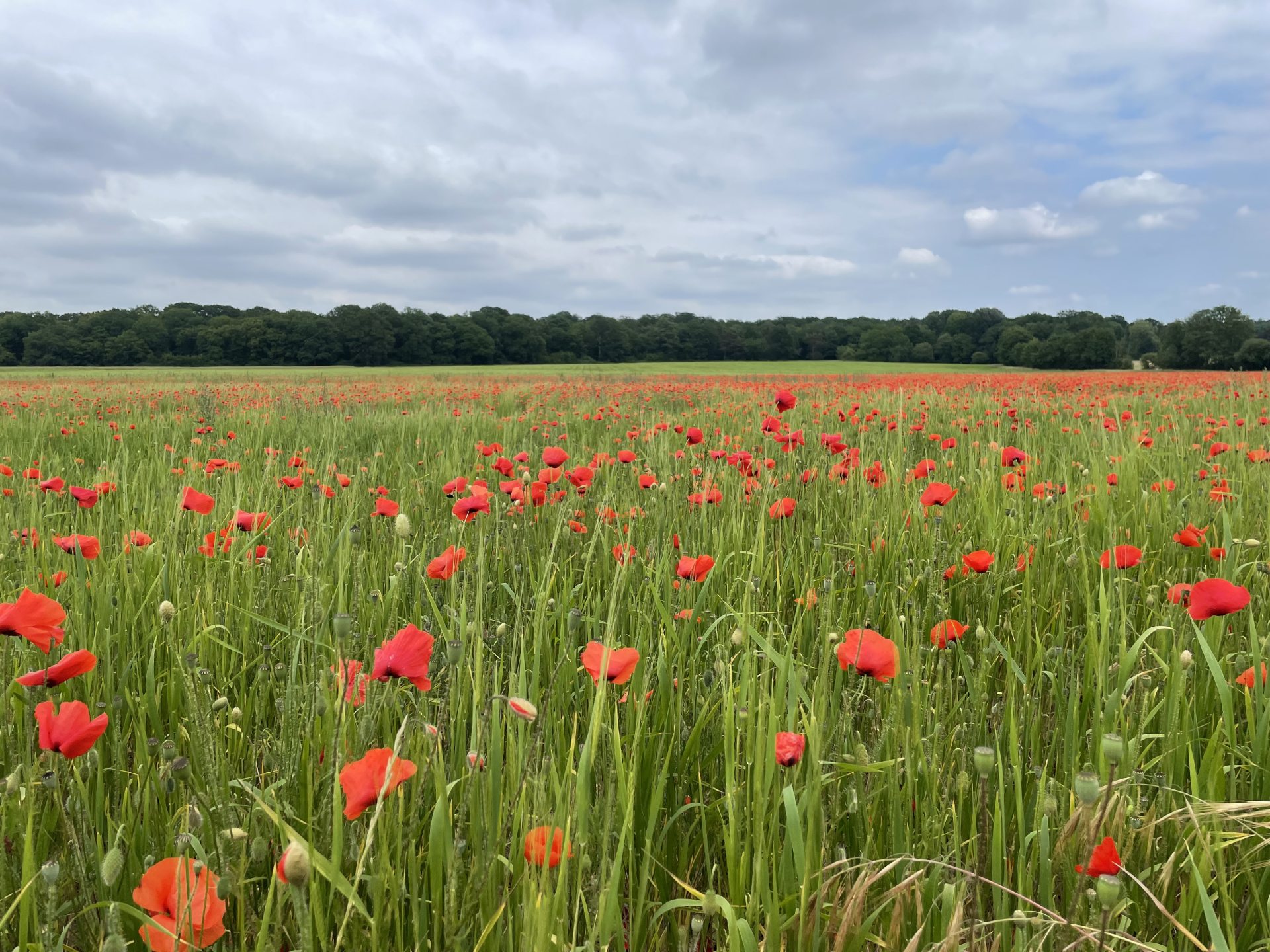 Poppy fields