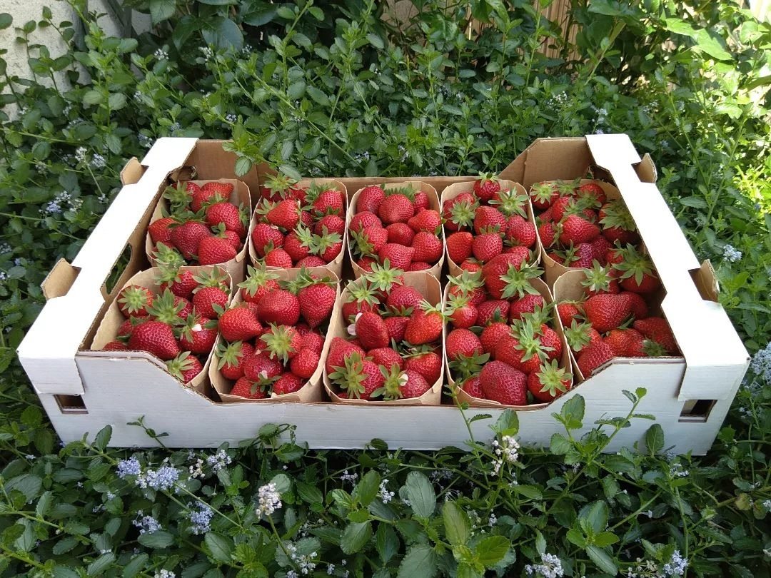 Houdan strawberry grove