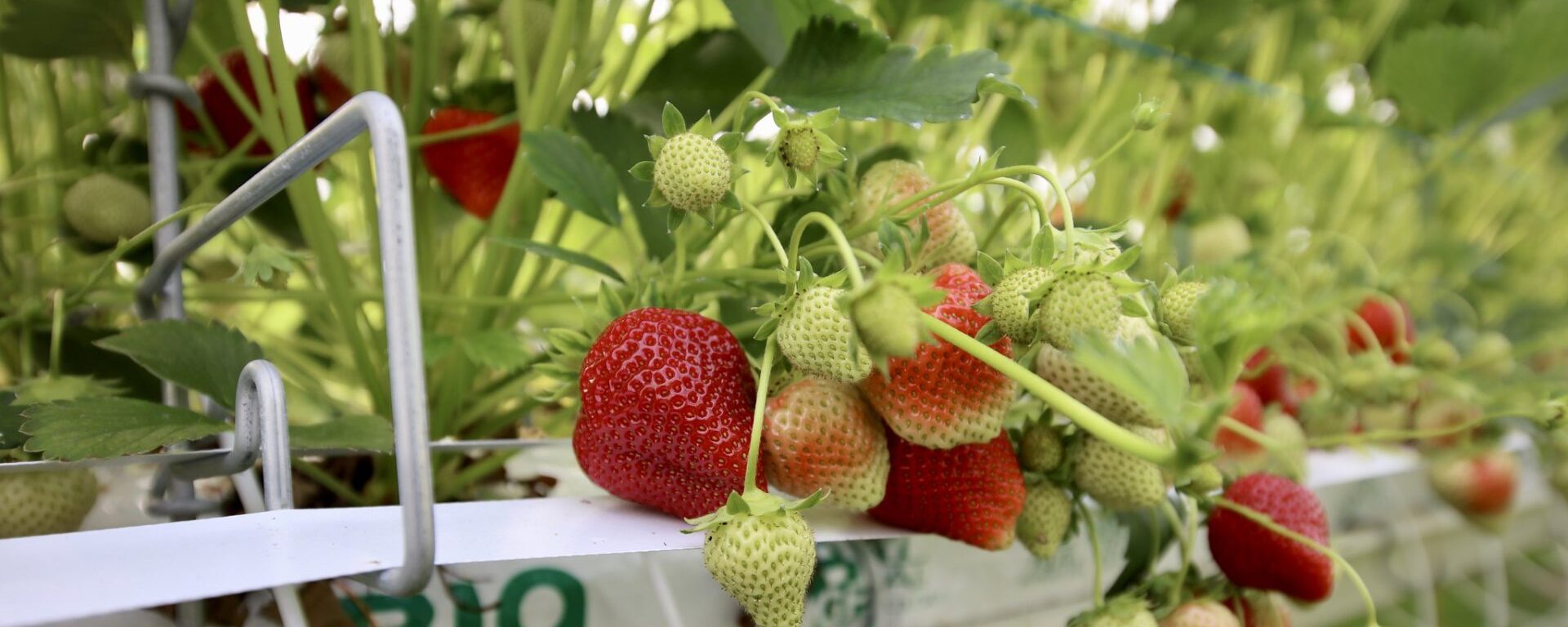 Houdan strawberry grove