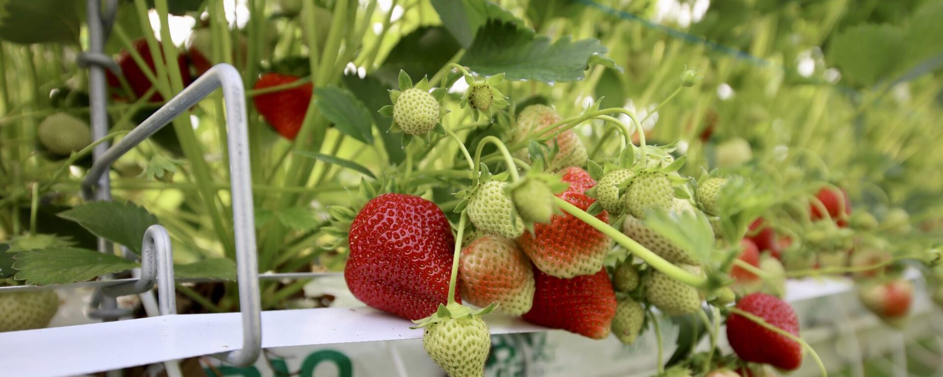 Houdan strawberry grove