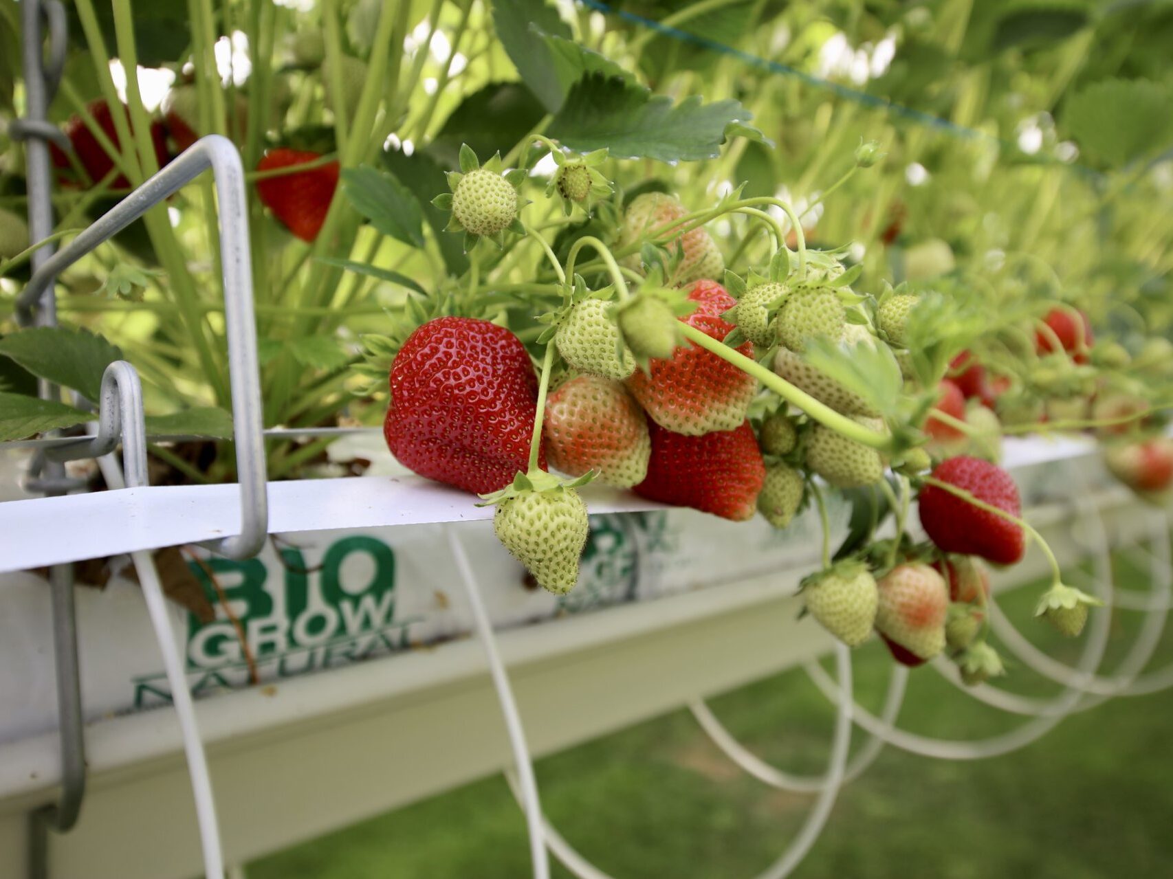 Houdan strawberry grove