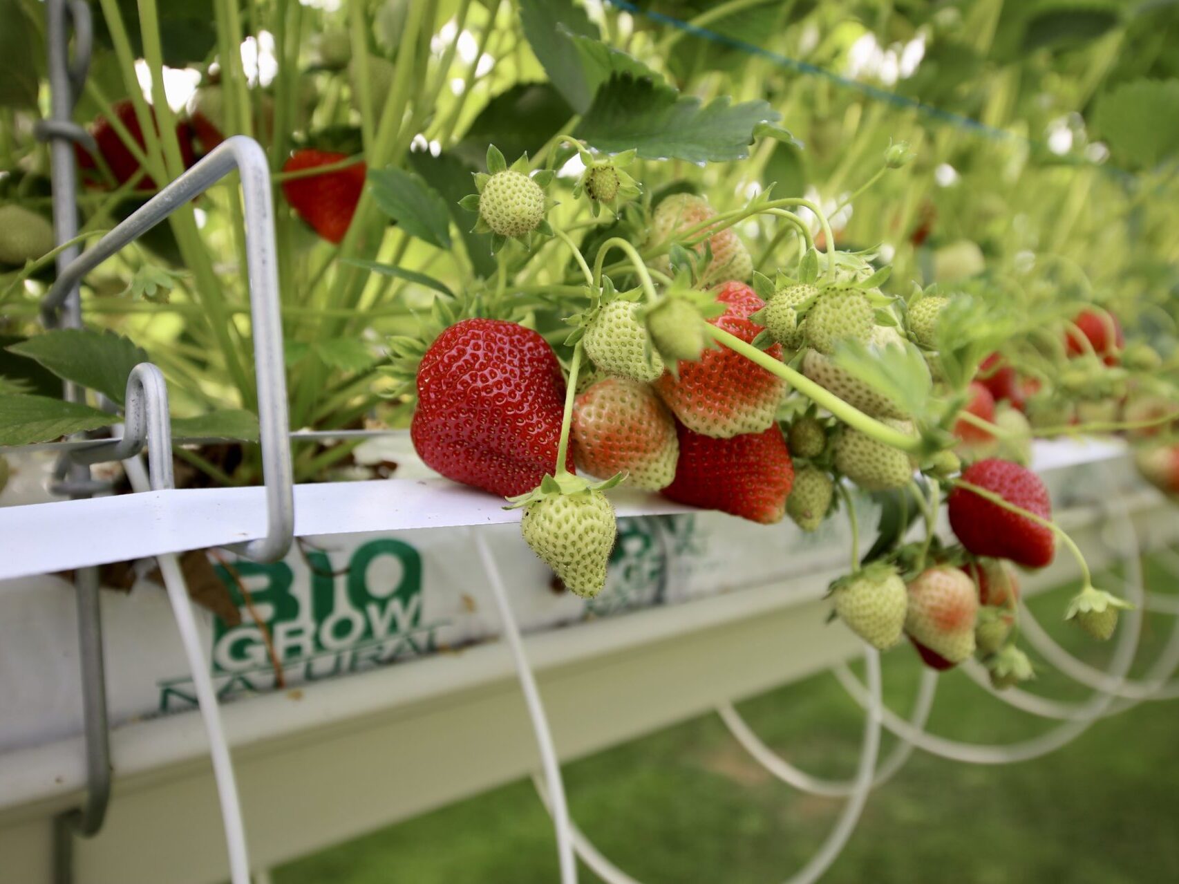 Houdan strawberry grove