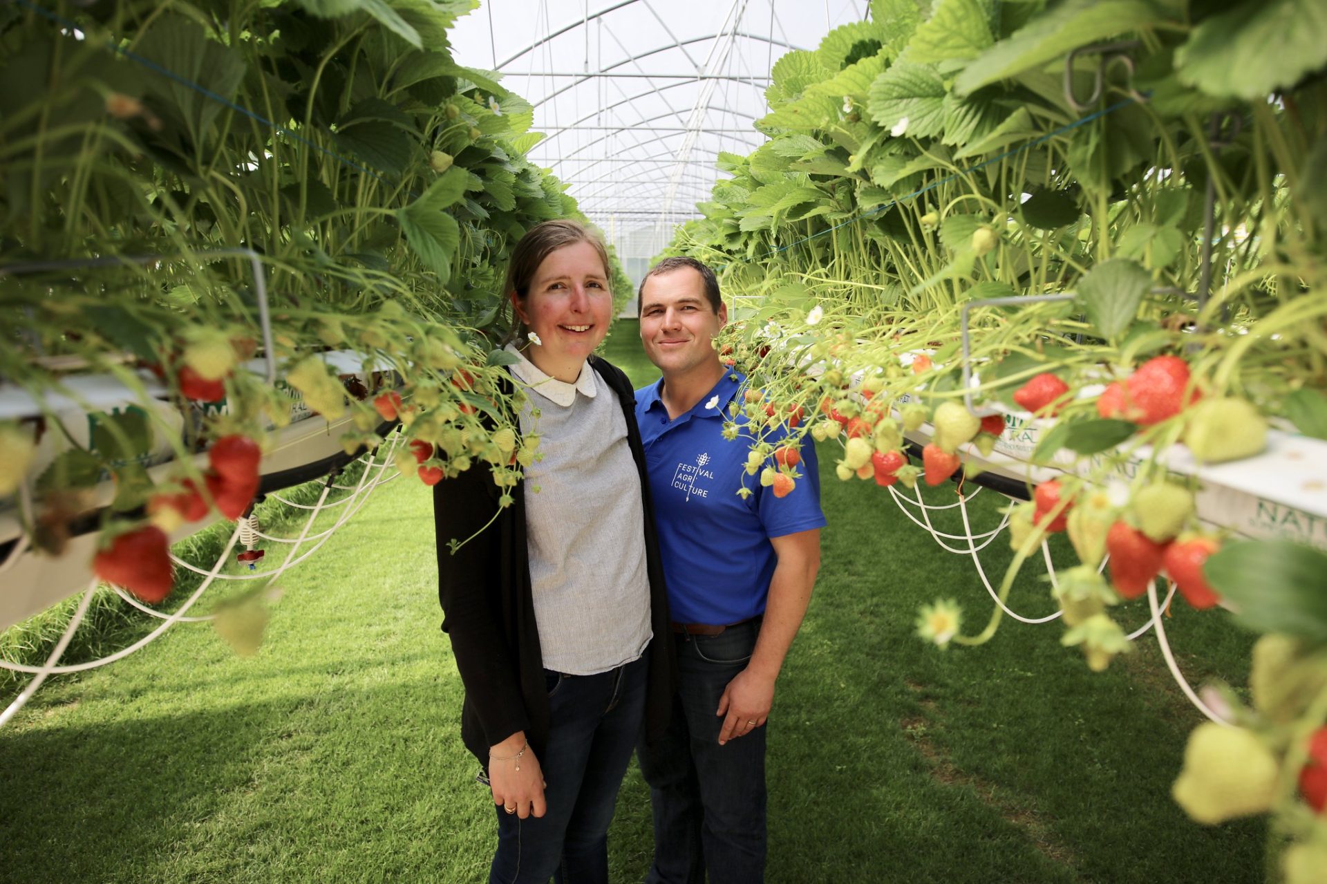 Houdan strawberry grove