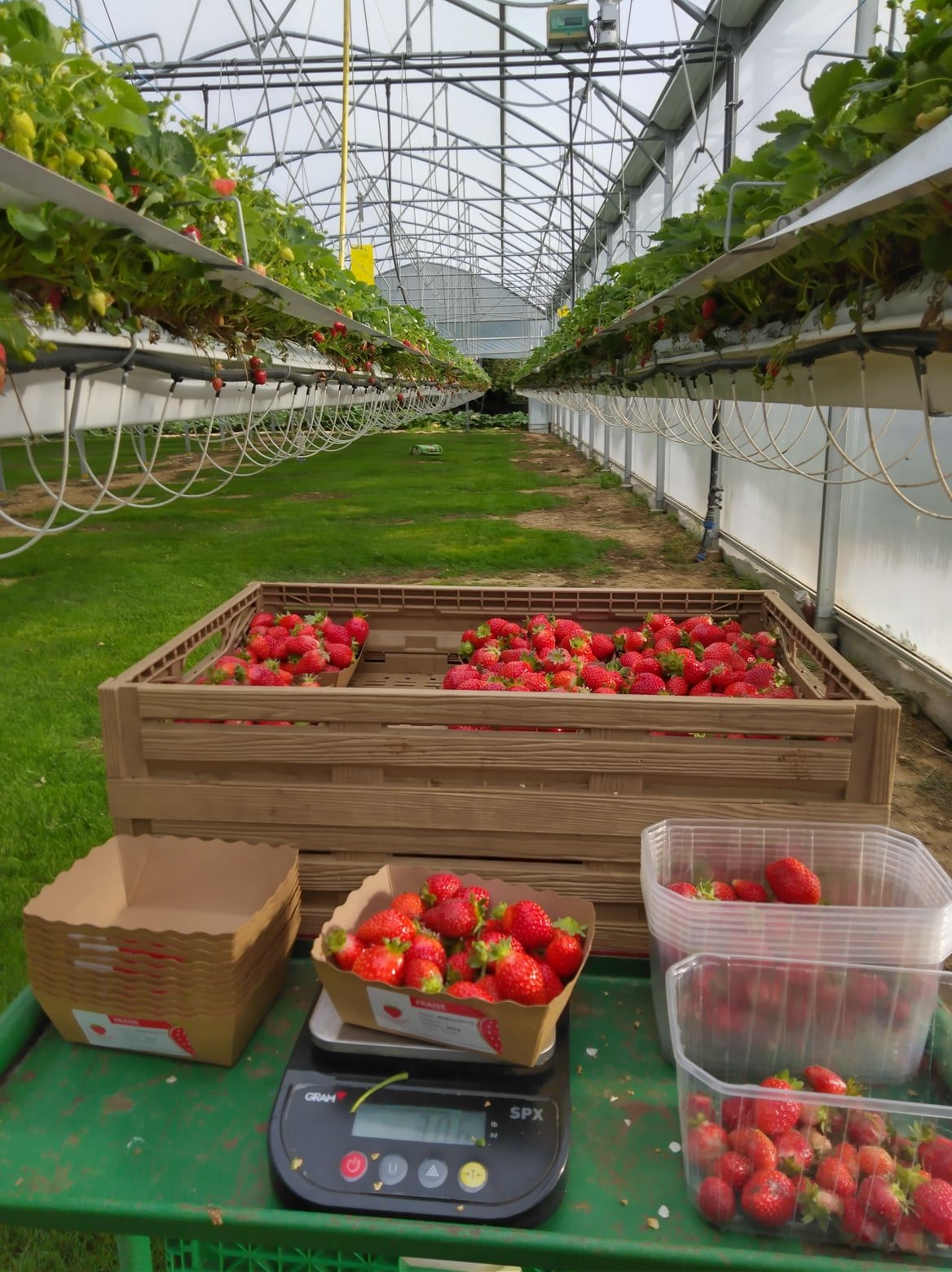 Houdan strawberry greenhouse