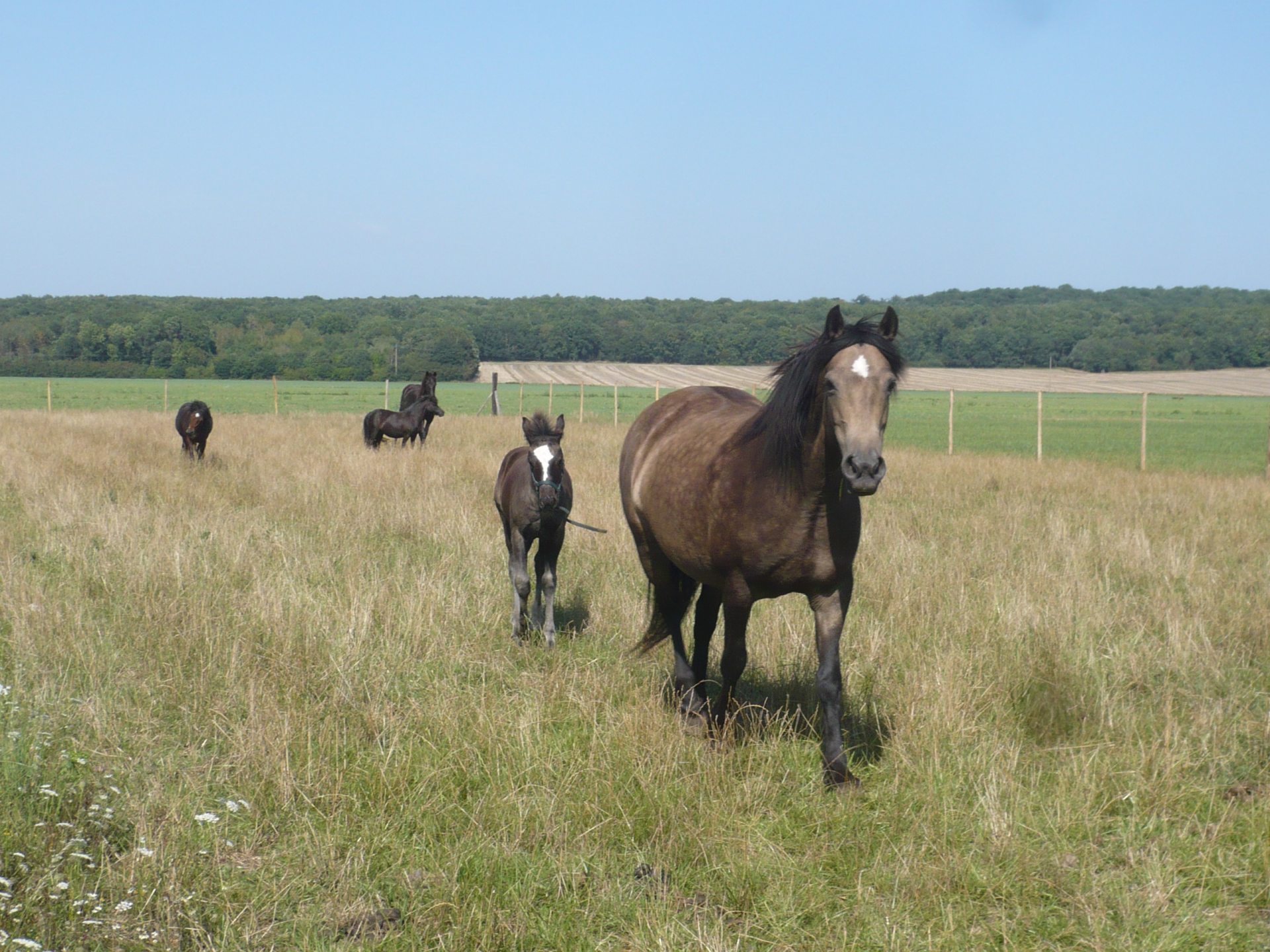 Tartar Gaudran horses