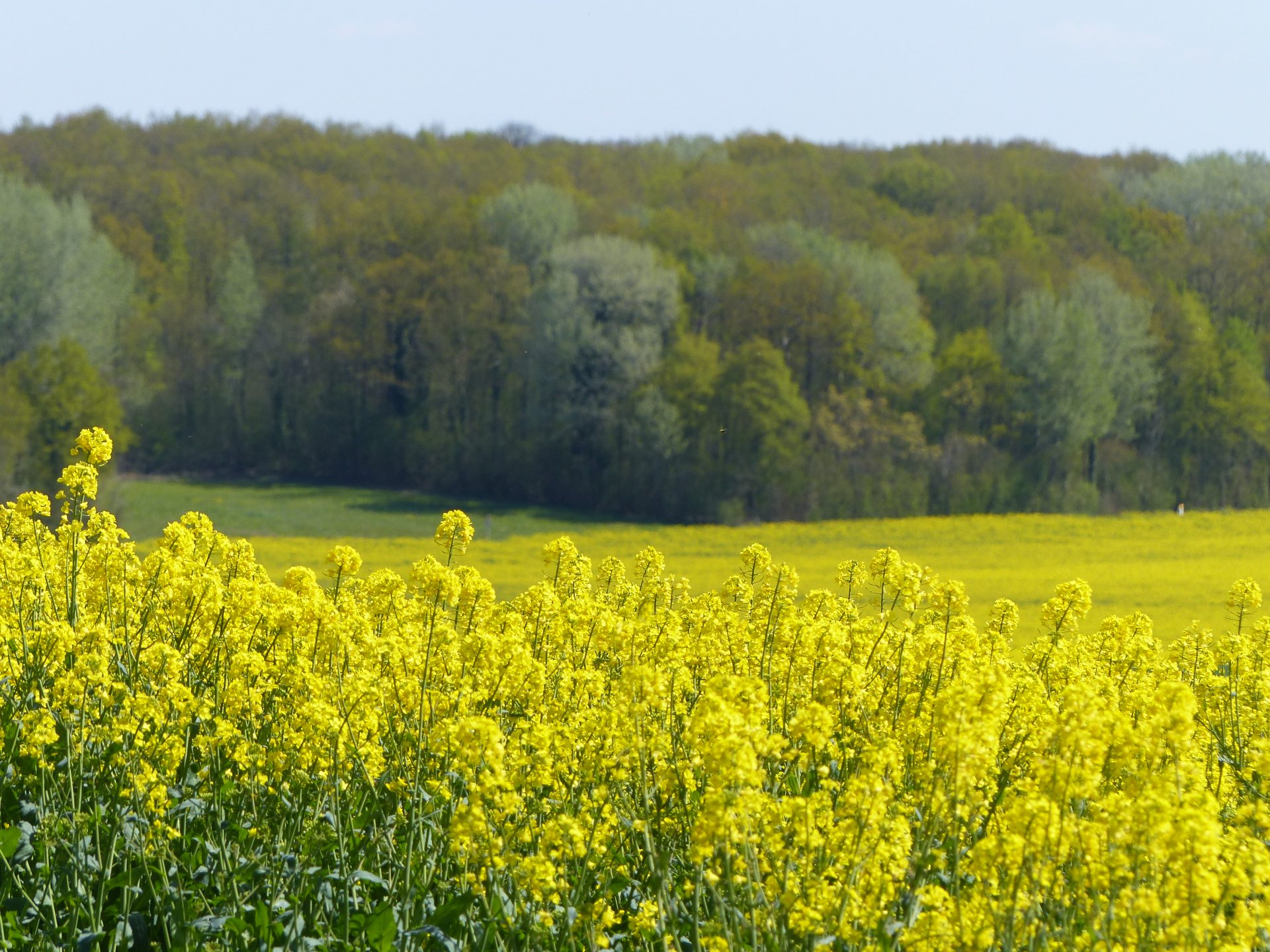 Rapeseed Orvilliers