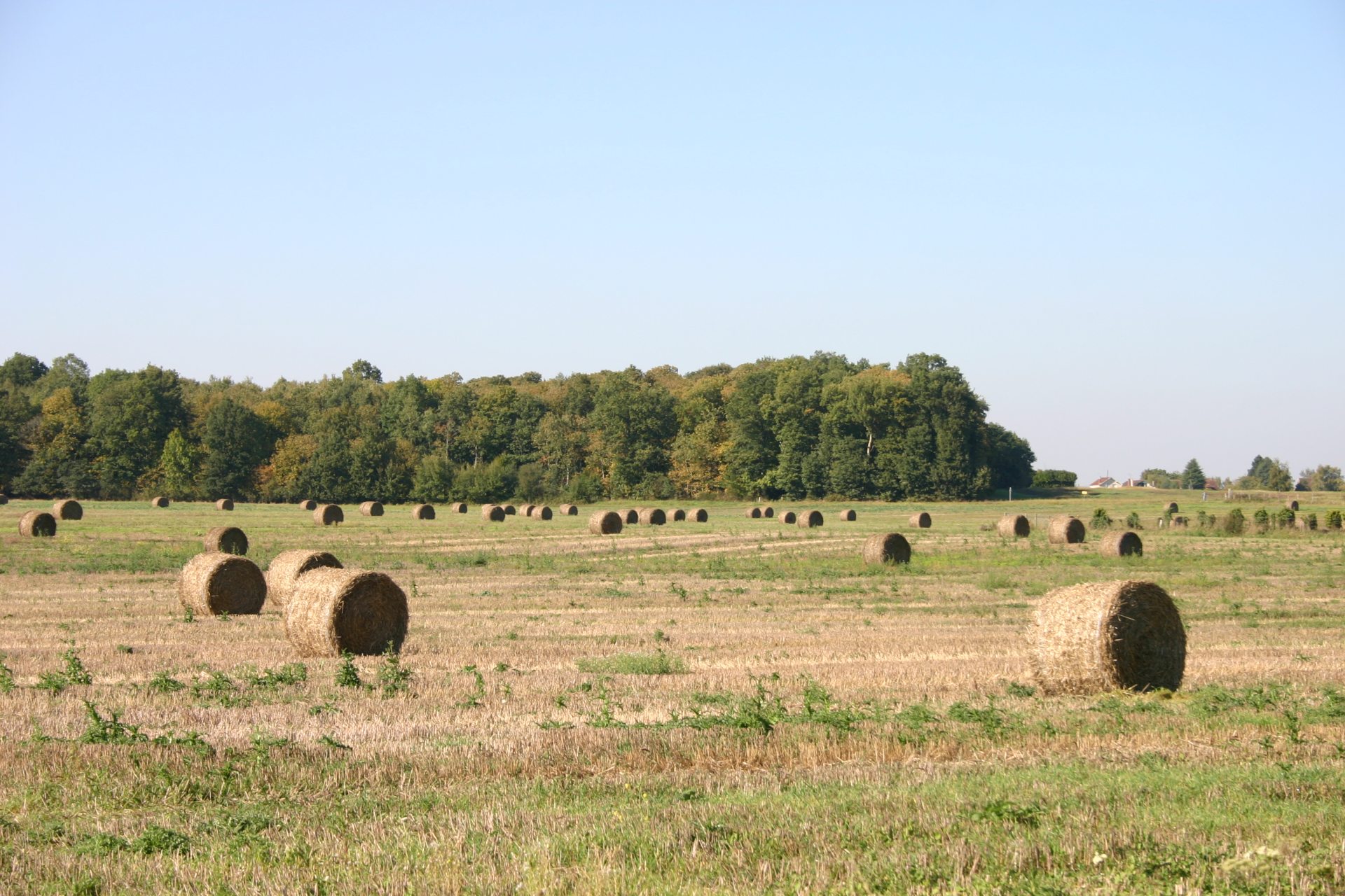 Champs ballots de paille Orgerus