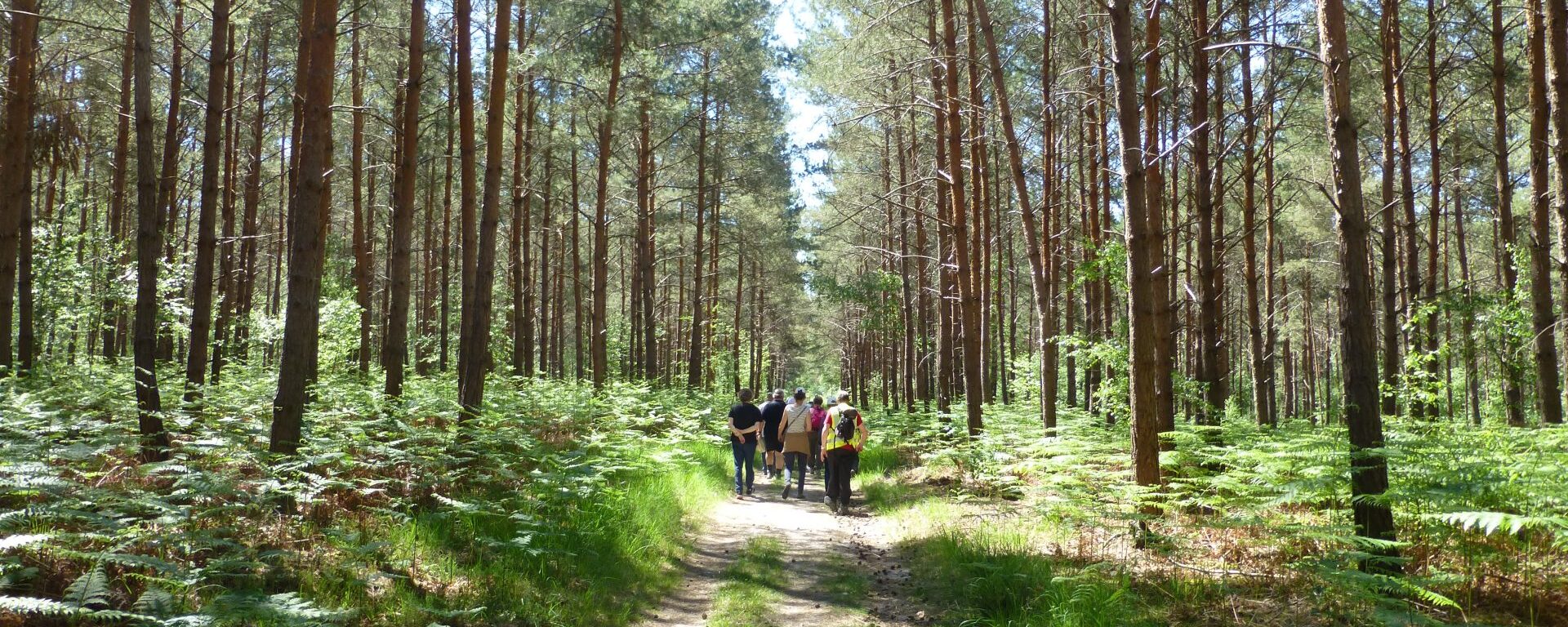 Condé-sur-Vesgre Forest