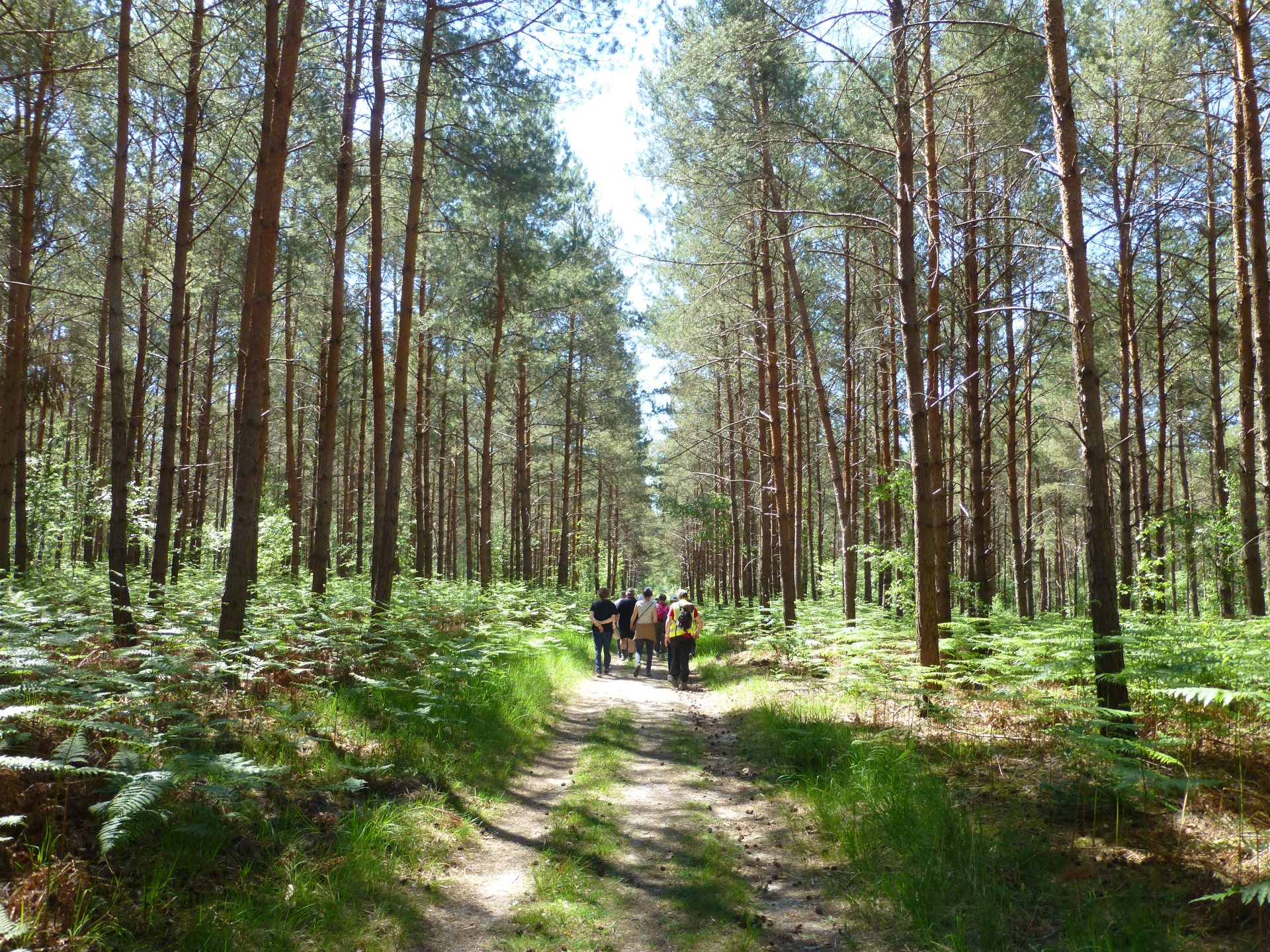 Condé-sur-Vesgre Forest