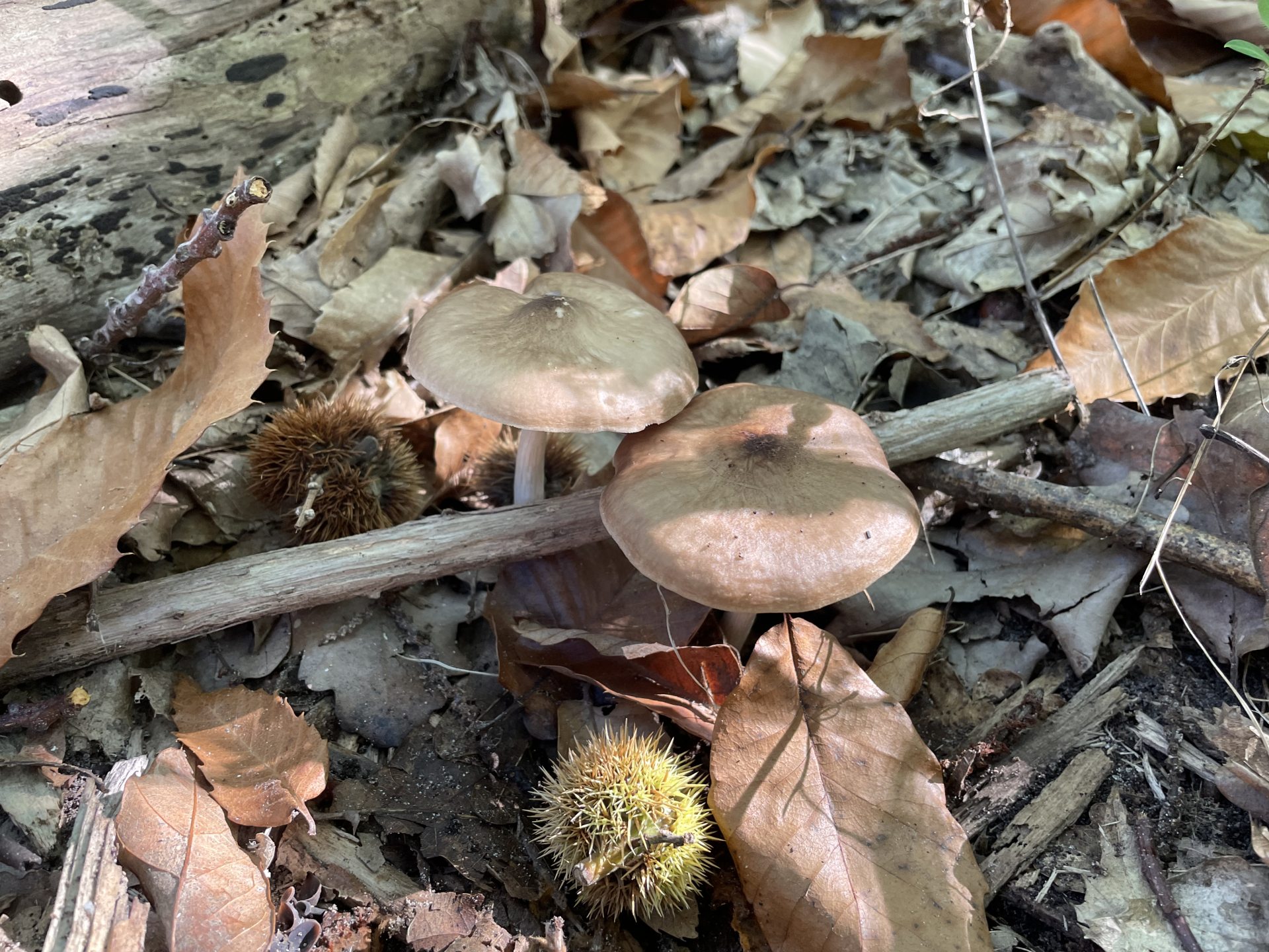 champignons