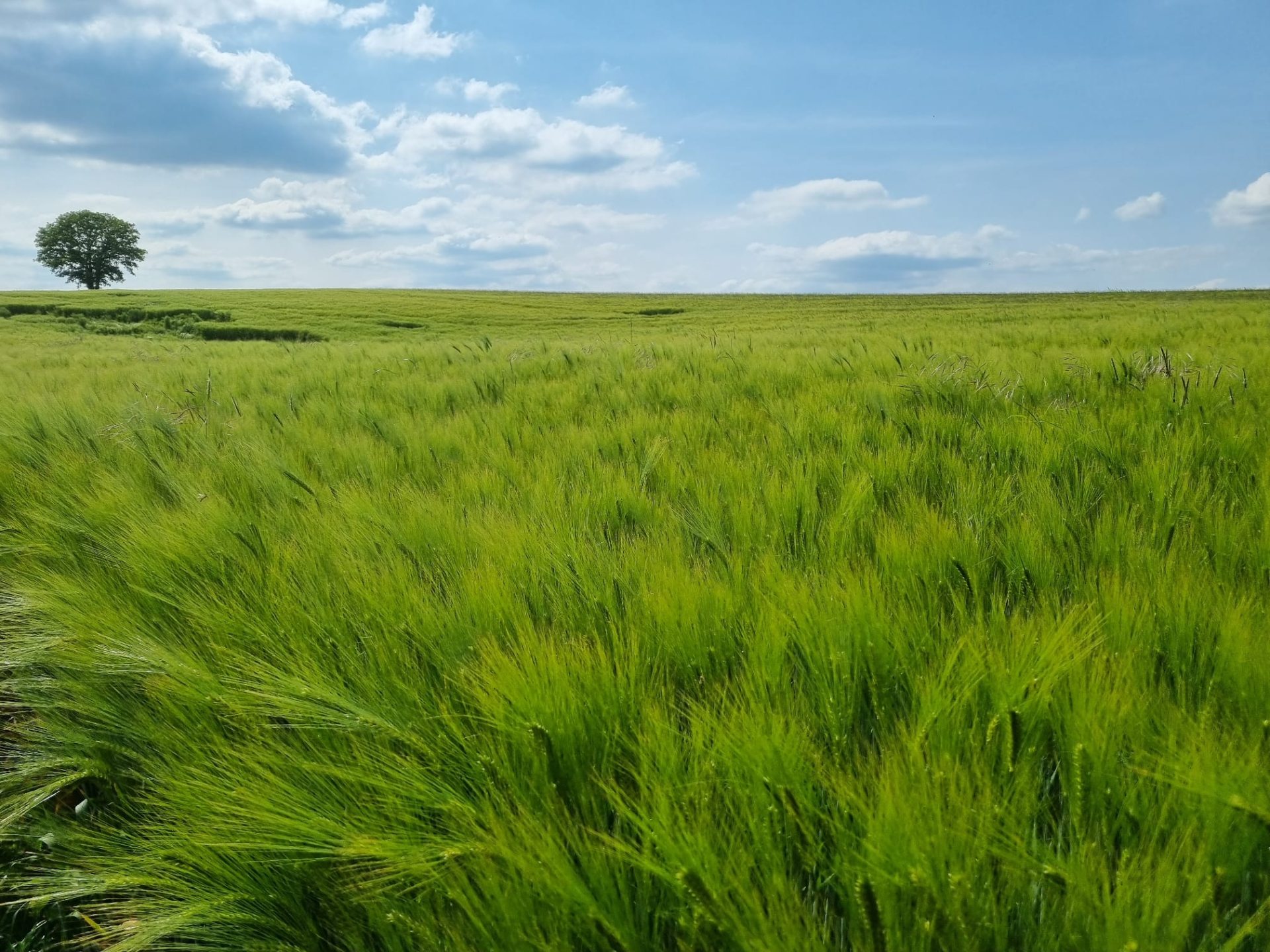 Saint-Lubin-de-la-Haye fields