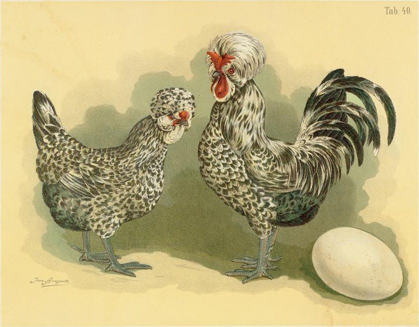 Houdan hen illustration