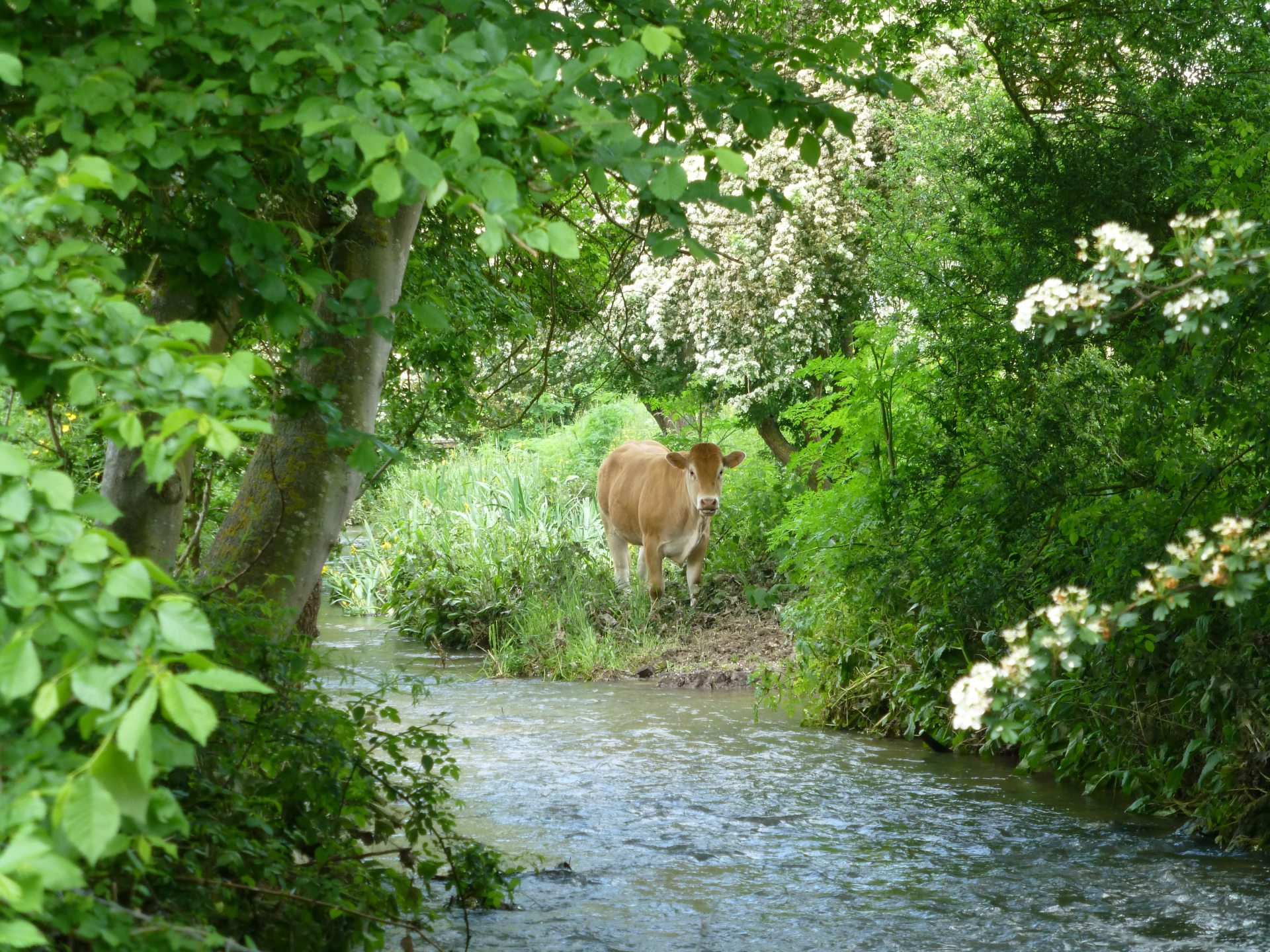 Vesgre Houdan Maulette cow