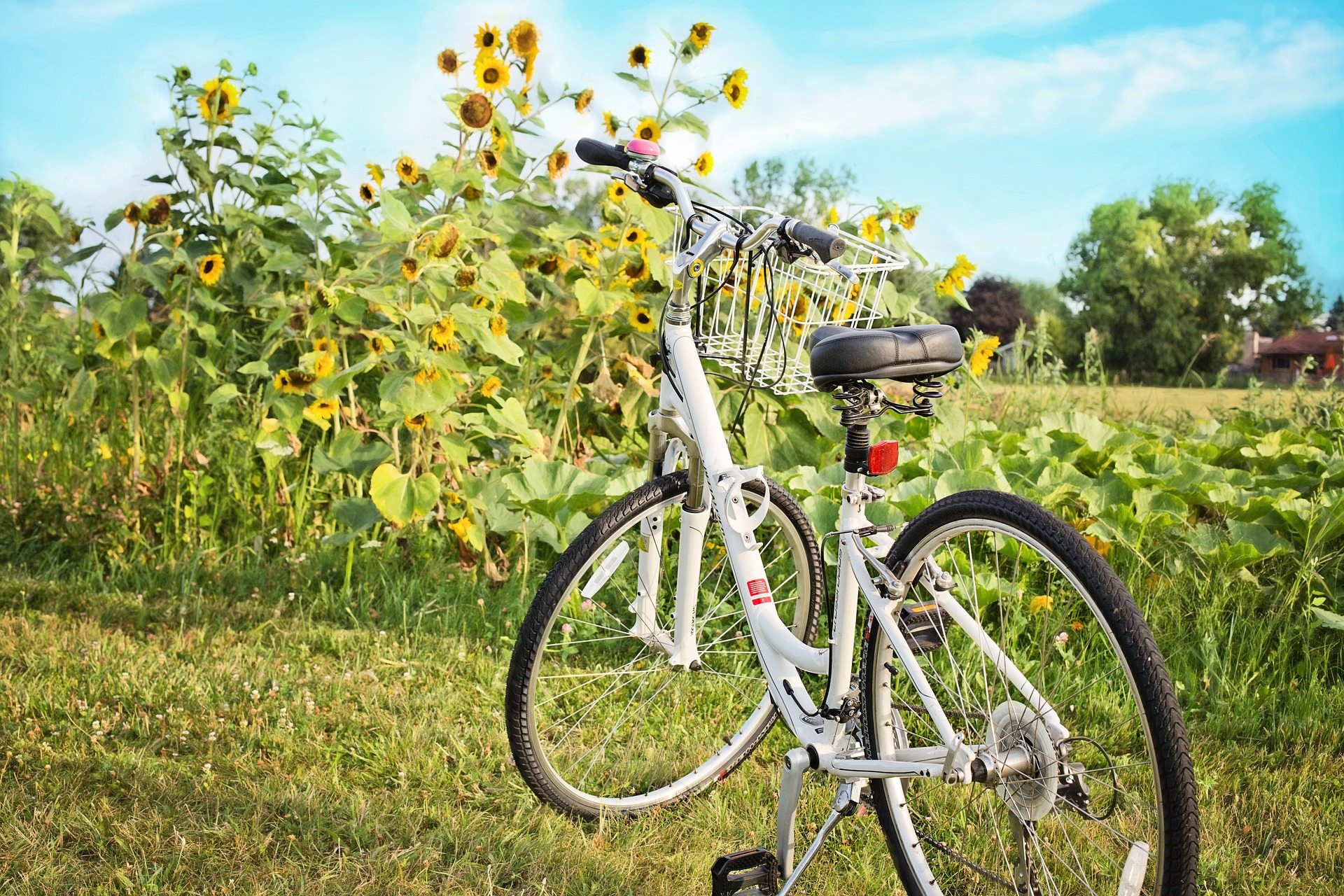 Sunflower bike