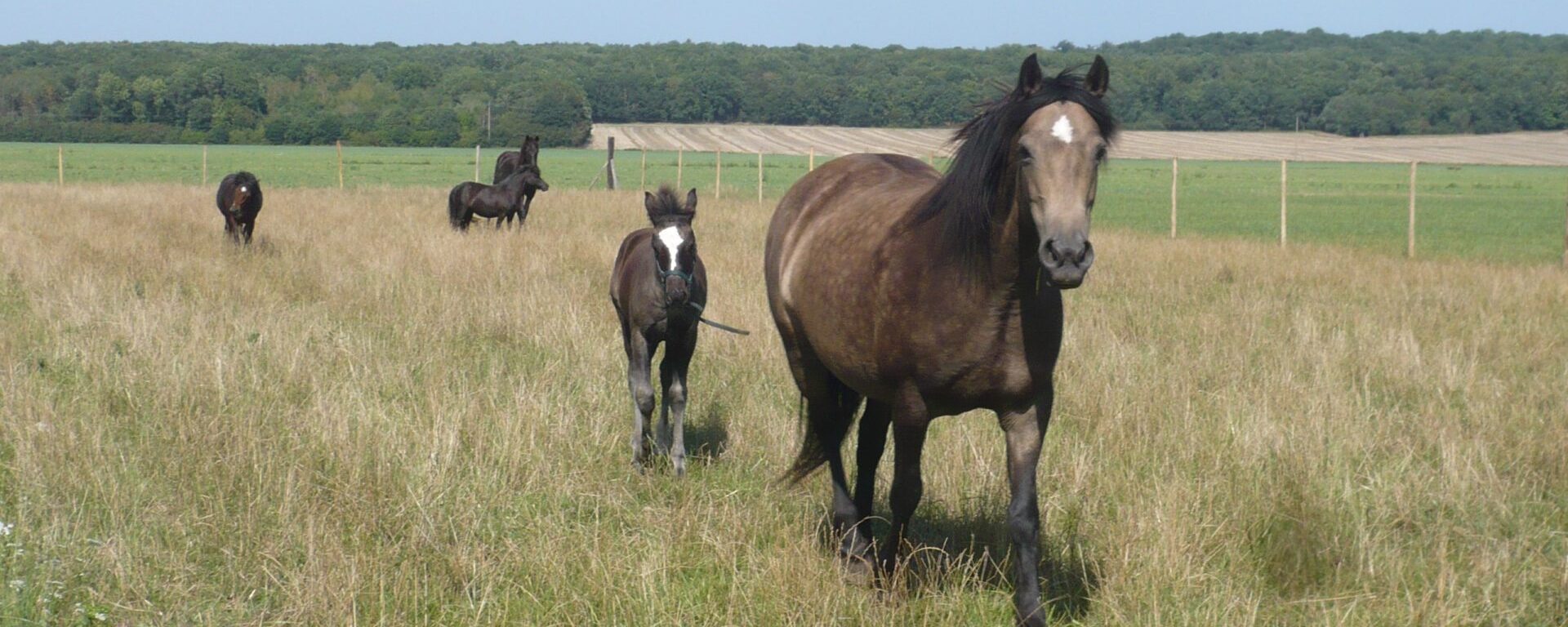 Tartar Gaudran horses