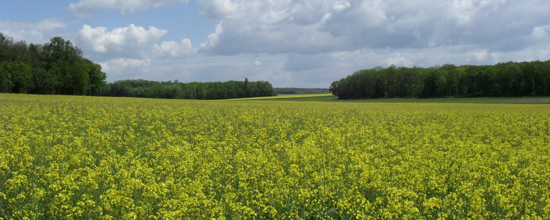 Rapeseed Saint Martin des Champs