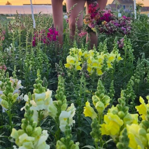 [💐A LA DECOUVERTE DE LA FERME DES...