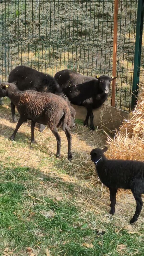 [ 🎉 956ÈME FOIRE ST-MATTHIEU À...